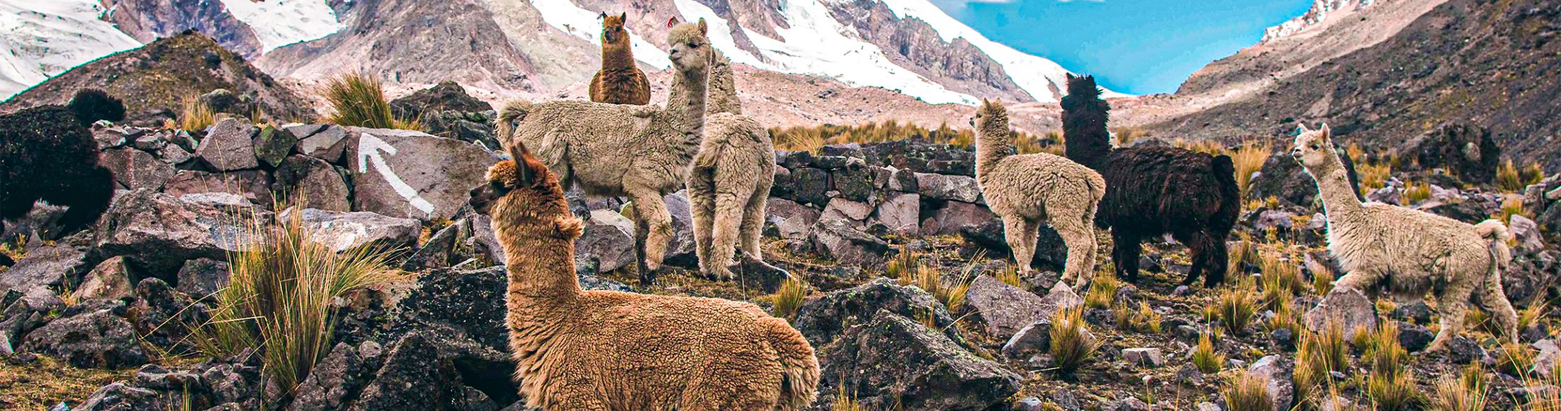 Machu Picchu 4D3N Viajero (Cultural Aventura Tendencia) desde Colombia